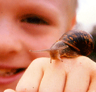 ¿A qué velocidad corren los caracoles?