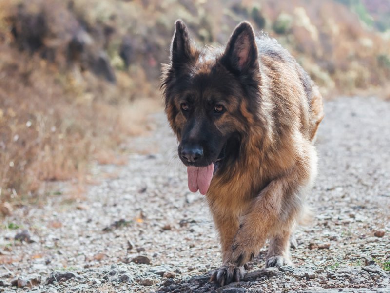 Pastor alemán de pelo largo caminando por la montaña