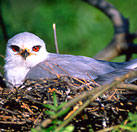 ¿Por qué algunas aves tiene los ojos rojos?