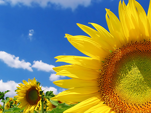 ¿Por qué las plantas siguen al sol?