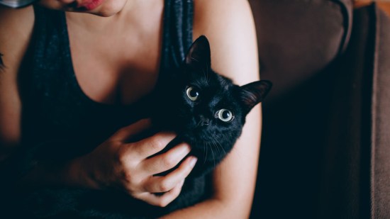 Gato negro en brazos