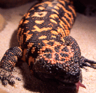 ¿Hay lagartos venenosos?