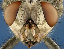 ¿Qué es la fotografía científica?