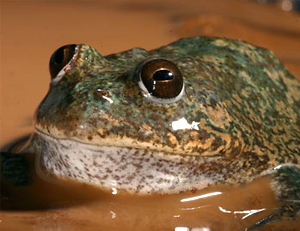 ¿Hay algún animal capaz de permanecer varios años sin comer?