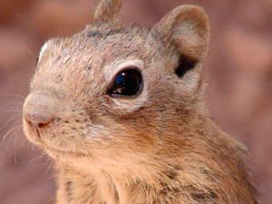 ¿Es verdad que los lemmings protagonizan suicidios colectivos?