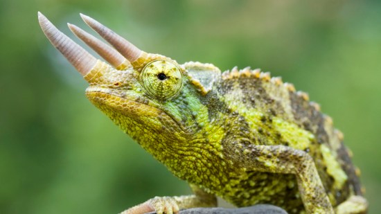 camaleón con cuernos