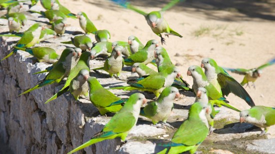 cotorra argentina plaga