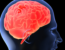 ¿A qué edad madura el cerebro humano?