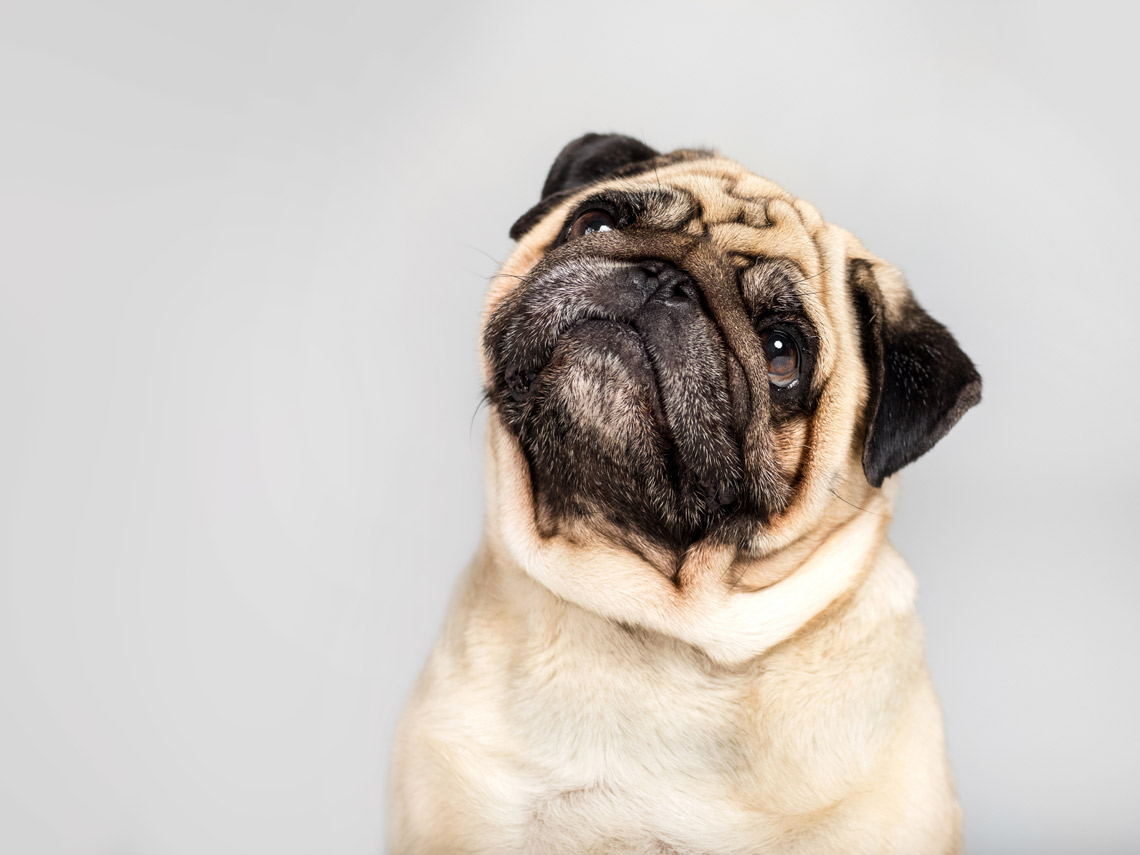 Cara de perro carlino