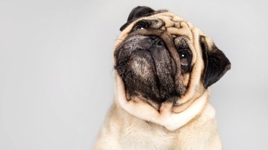 Cara de perro carlino