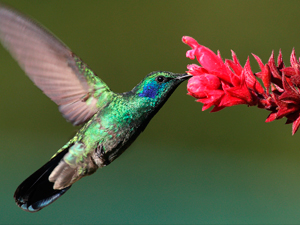 ¿Cuál es el ave más pequeña del mundo?