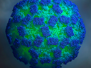 ¿Qué es la enfermedad del vómito de invierno?