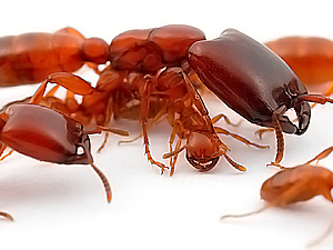 ¿A qué insecto se le conoce como marabunta?