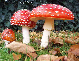 ¿Cómo se llama la seta que aparece habitualmente en los cuentos de hadas?