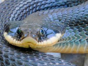 ¿Qué animal es la serpiente hocico de cerdo?