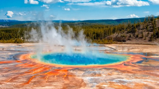 ¿Cuál es el ancestro común de todos los seres vivos?