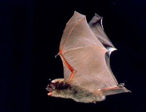 ¿Qué animal tiene un corazón capaz de latir a 8 pulsaciones por minuto?