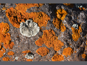 ¿Cuál es el ser vivo que mejor sobrevive en el espacio?