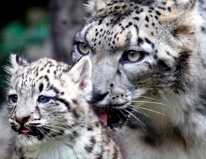 ¿Son comestibles los animales carnívoros?