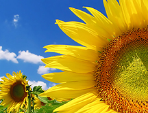 ¿Qué es la antofobia?