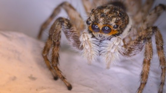 ¿Por qué tenemos miedo a las arañas?