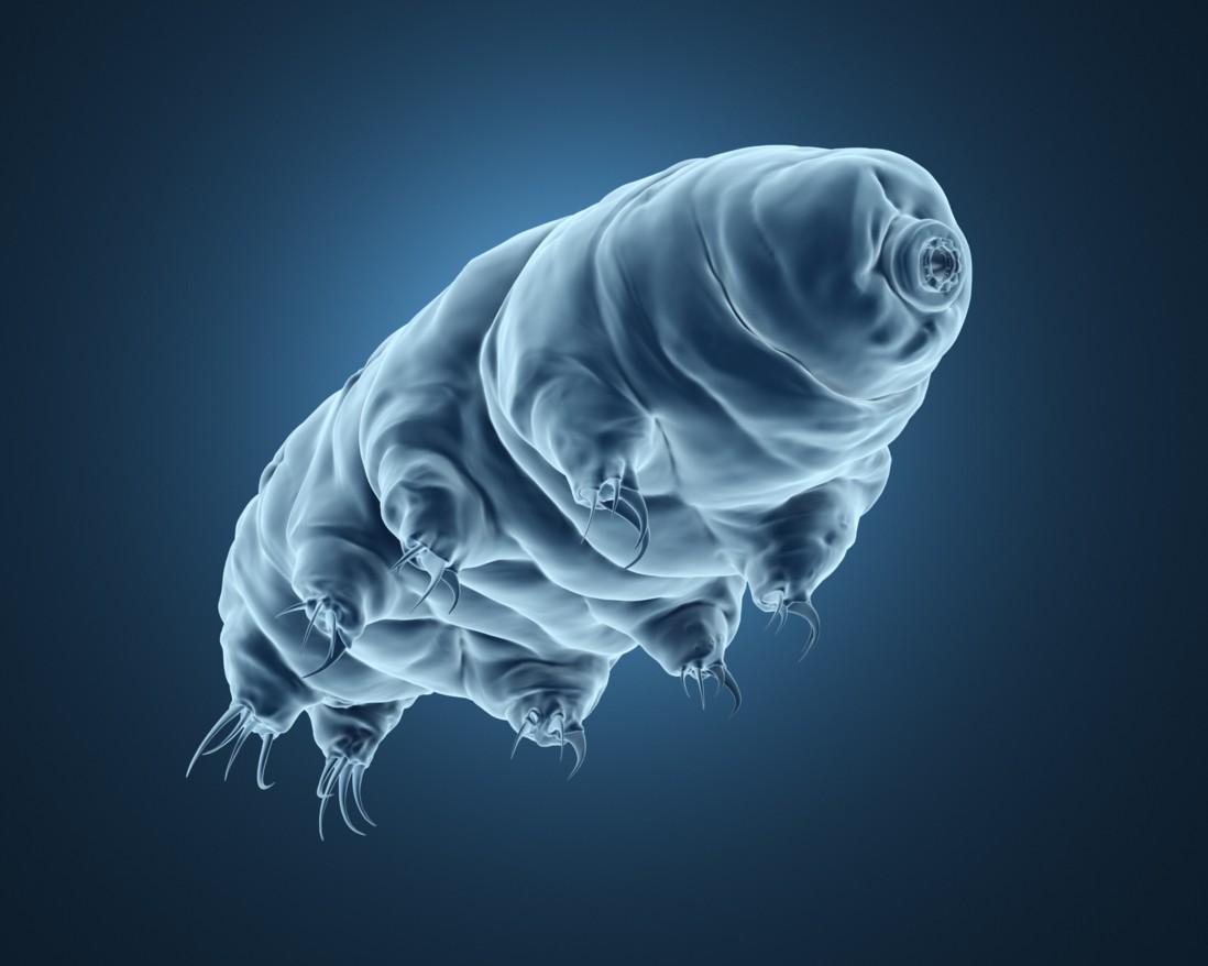 tardigrados