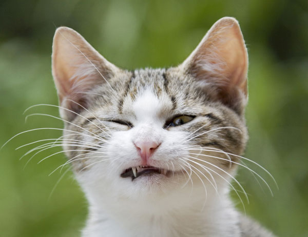 ¿Cuál es el origen de la palabra mojigato?