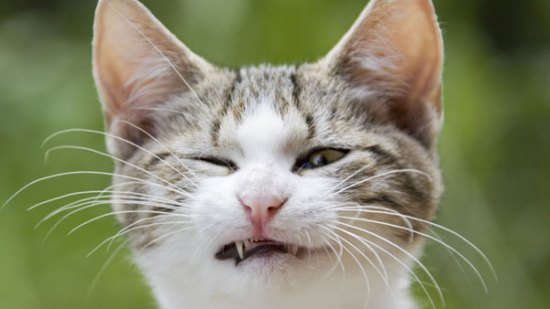 ¿Cuál es el origen de la palabra mojigato?