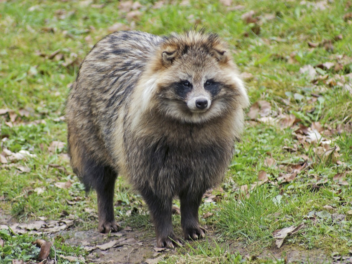 tanuki