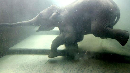 ¿Cómo nadan los elefantes?