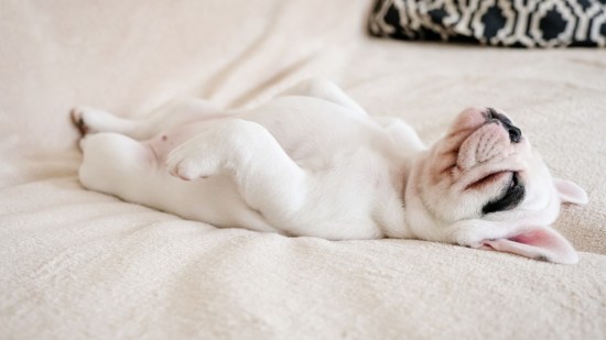 ¿Cuál es el animal que duerme más horas al día?