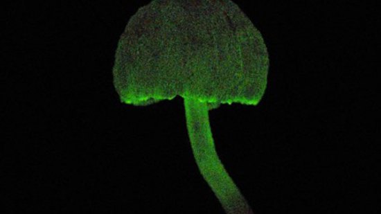 ¿Existen hongos fluorescentes?