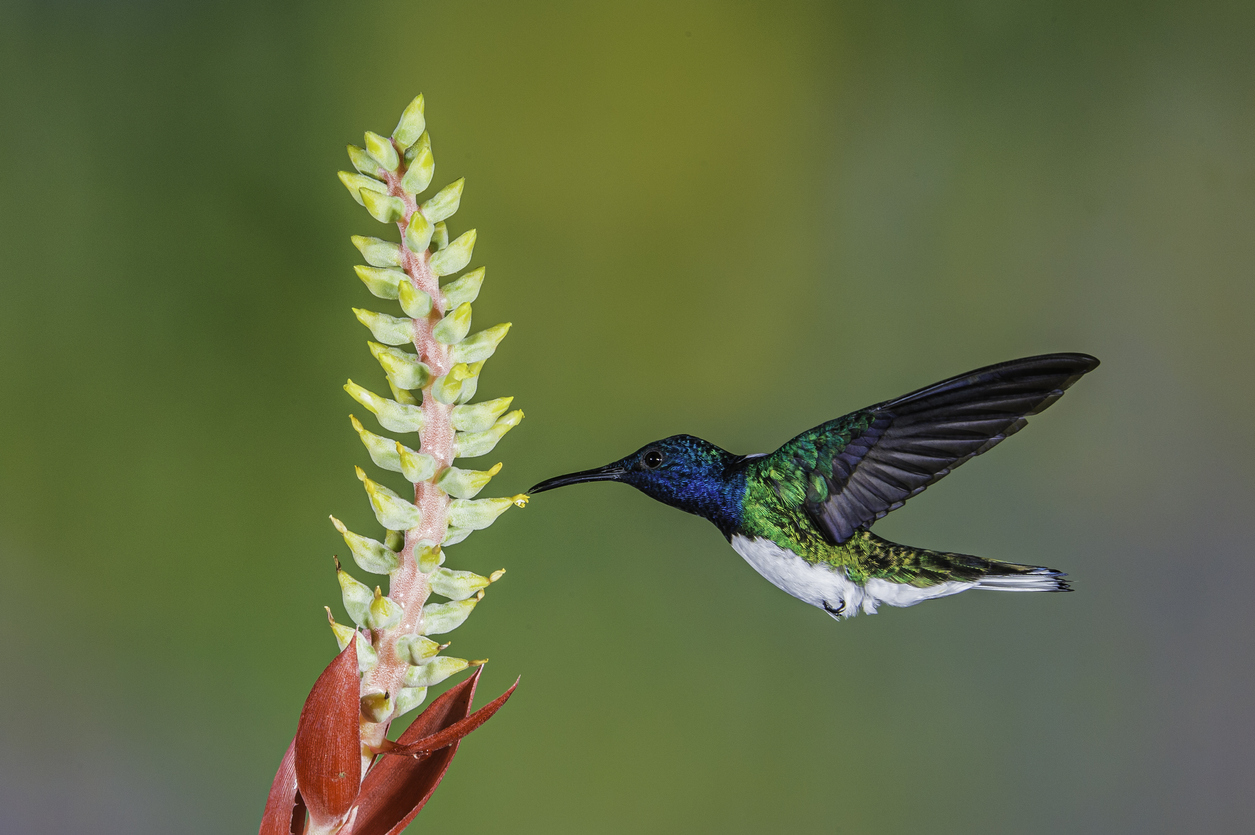 colibri