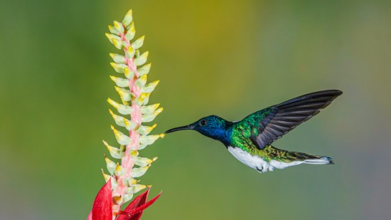 colibri