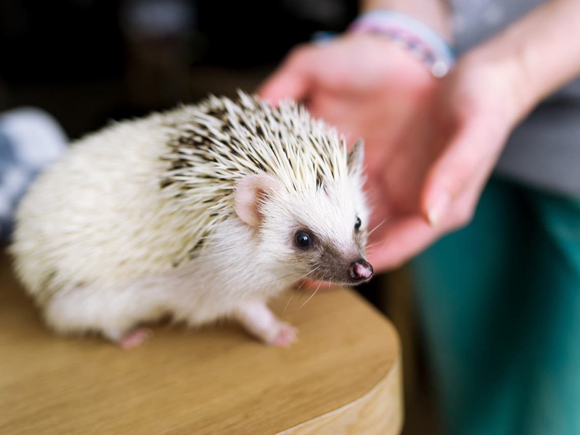 Erizo junto a manos de mujer