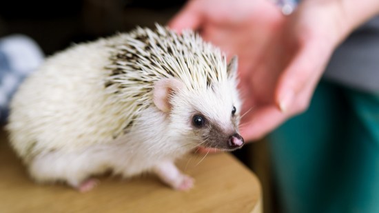 Erizo junto a manos de mujer