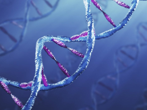 Un gen anticáncer que aumenta la longevidad y combate la obesidad