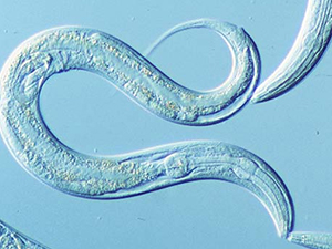 Unas gotas de alcohol alargan la vida de los gusanos