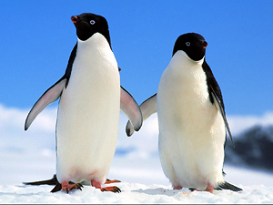 5 curiosidades sobre la biodiversidad marina