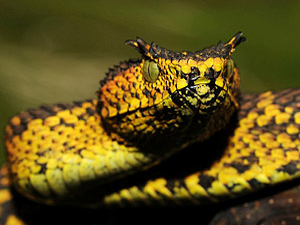 Descubren una serpiente con cuernos