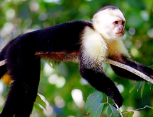 Perfume de orina para atraer a las hembras