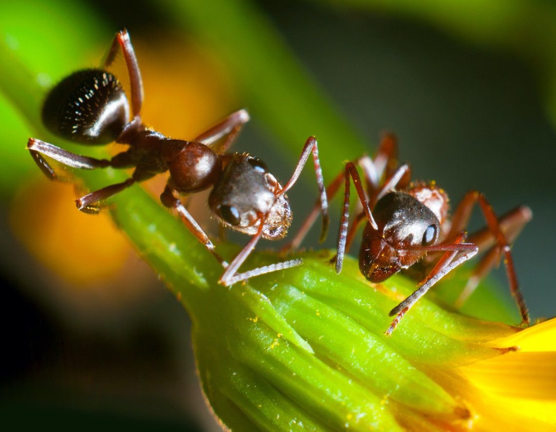 Hormiga flor
