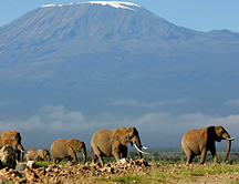 ¿Los elefantes corren o caminan?