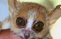 La familia de los lémures al completo