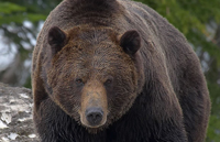 Explican el "abrazo del oso"