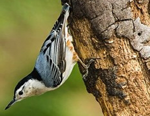 Las aves de ciudad son más confiadas que las de campo