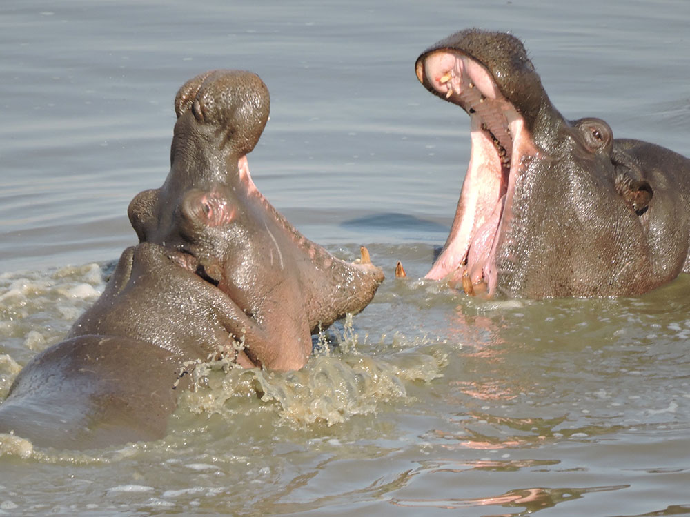hipopótamo