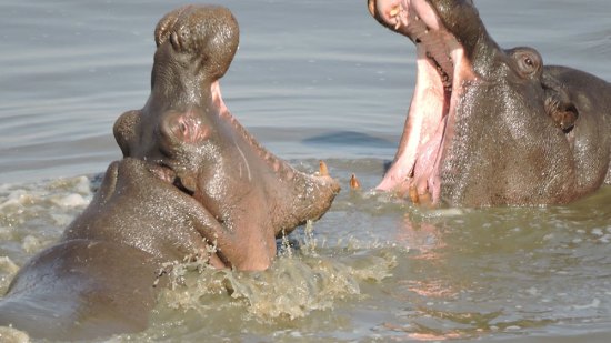 hipopótamo