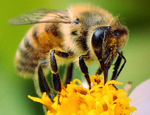 Consiguen dar marcha atrás en el envejecimiento cerebral