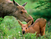 La pérdida de biodiversidad afecta a tu salud